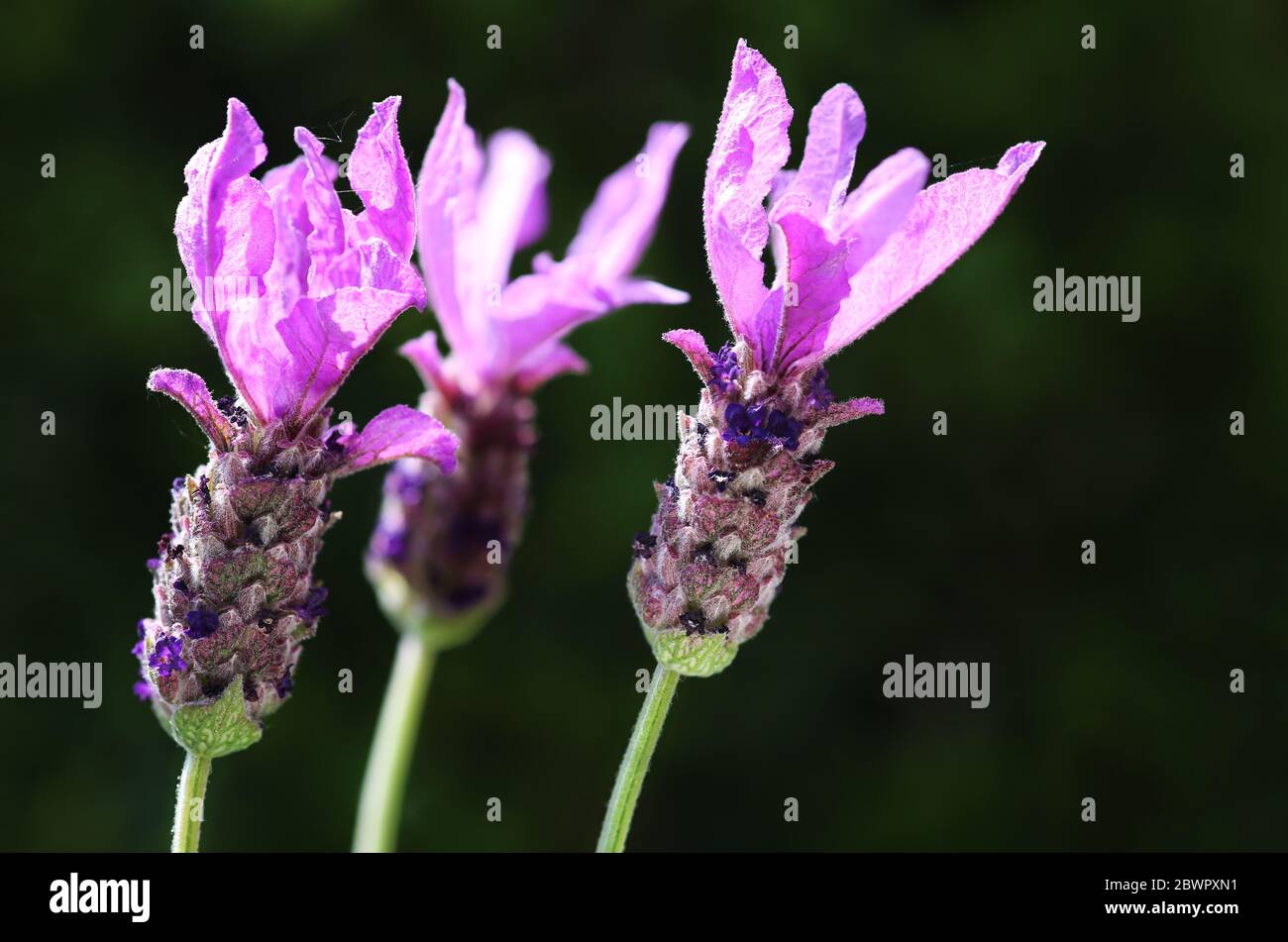 Blüten des Schmetterlings Lavendel Stockfoto