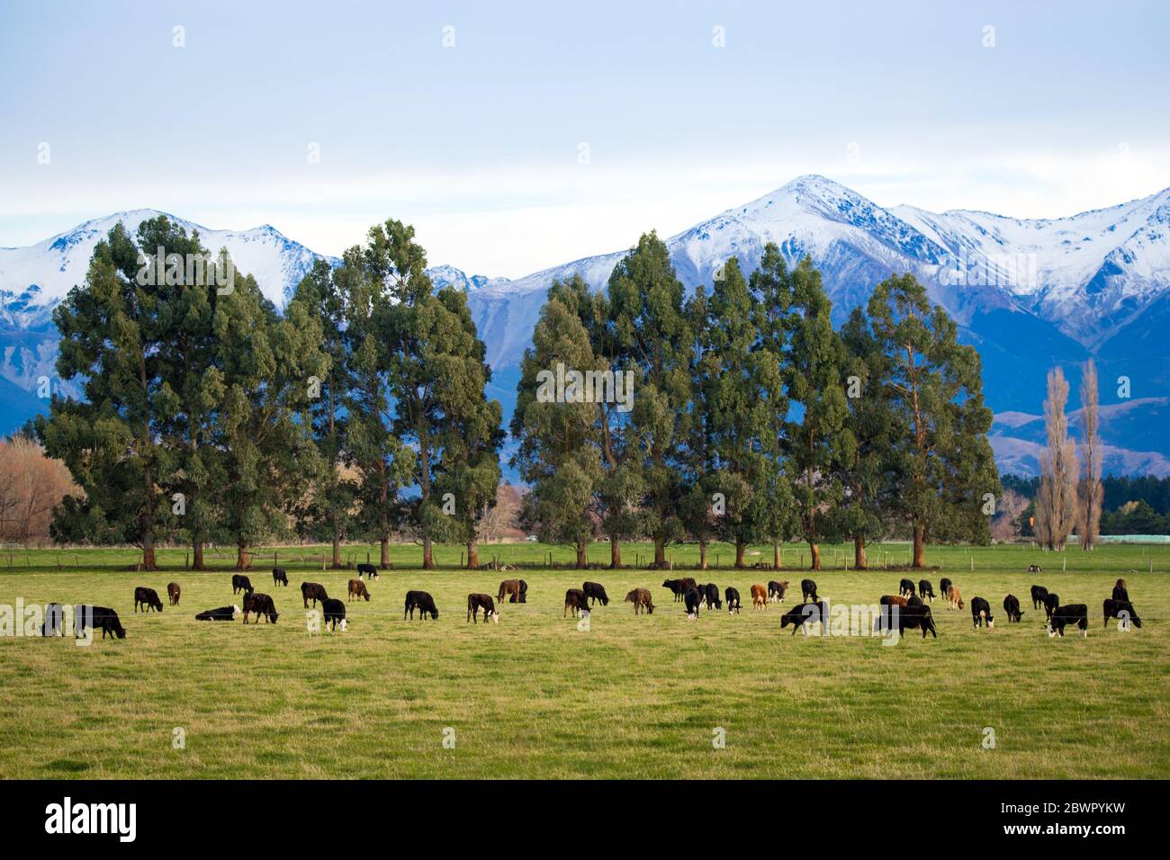 Eine ländliche Farmszene in Canterbury, Neuseeland, mit Kühen in einem Grasfeld und schneebedeckten Bergen in der Ferne Stockfoto
