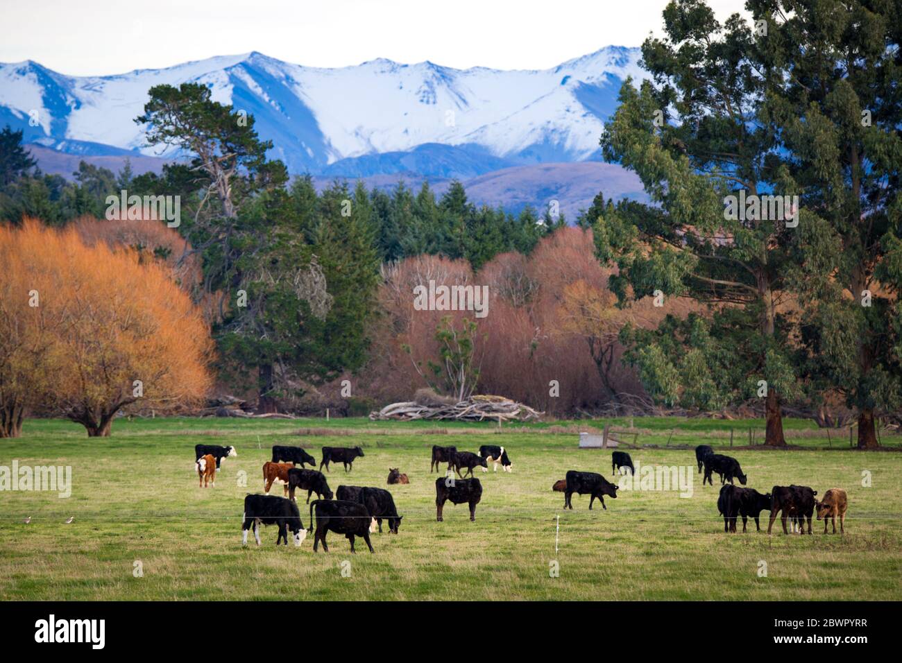 Eine ländliche Farmszene in Canterbury, Neuseeland, mit Kühen in einem Grasfeld und schneebedeckten Bergen in der Ferne Stockfoto