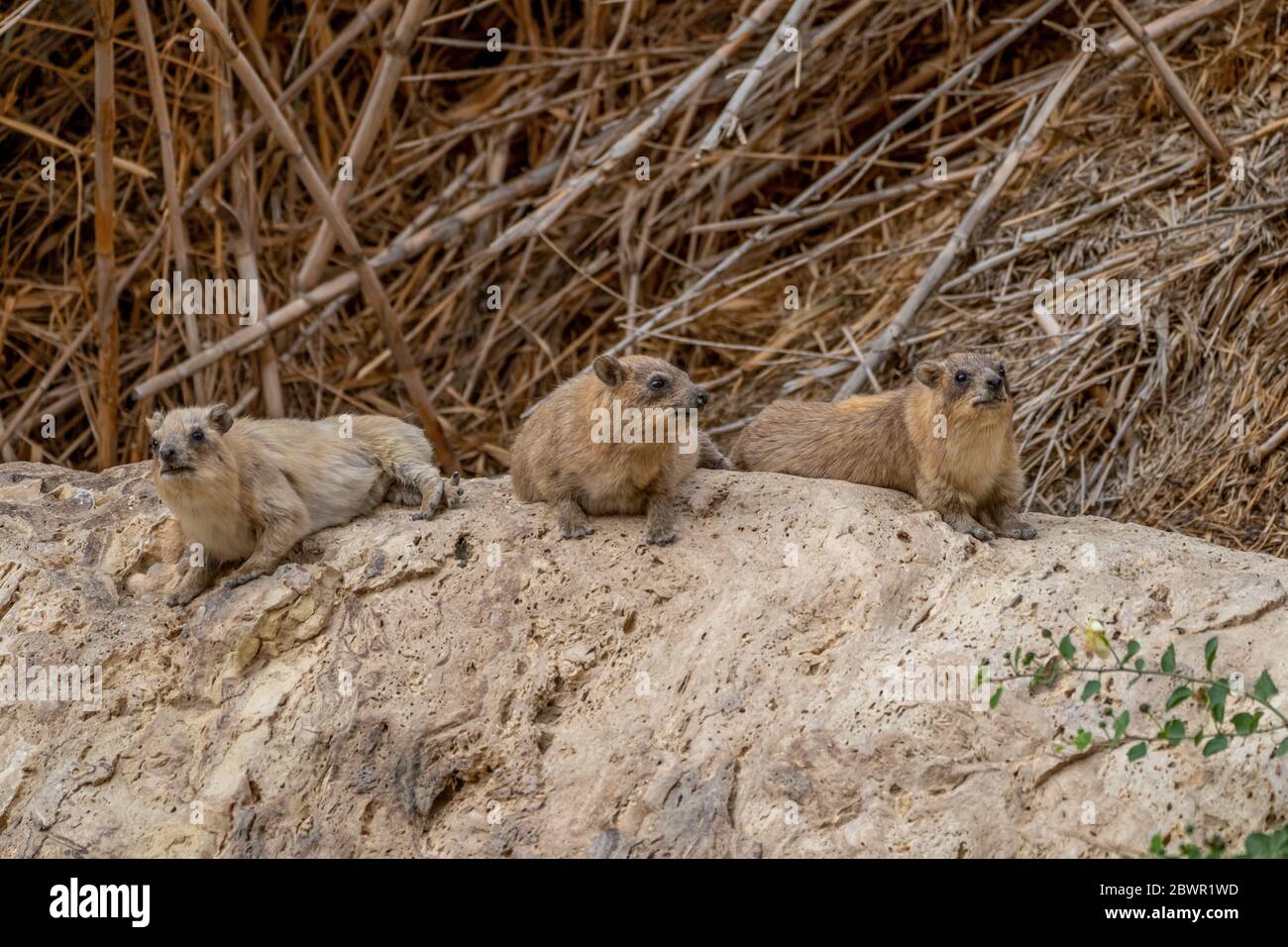 Felshyrax (Procavia capensis), Kap hyrax, Dassie Stockfoto