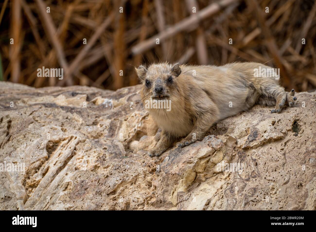 Felshyrax (Procavia capensis), Kap hyrax, Dassie Stockfoto