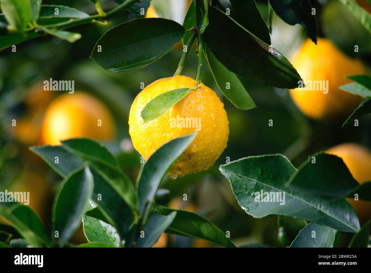 Essen gesund und Holz Natur Obst. Stockfoto