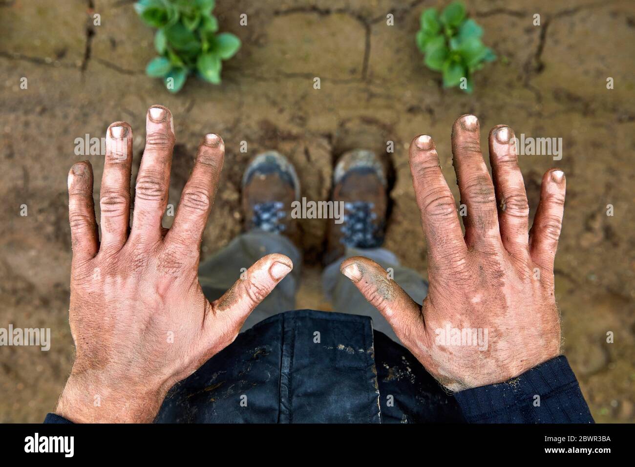 Schmutzige Hände des Landwirts, Landwirtschaftsfeld, Calahorra, La Rioja, Spanien, Europa Stockfoto