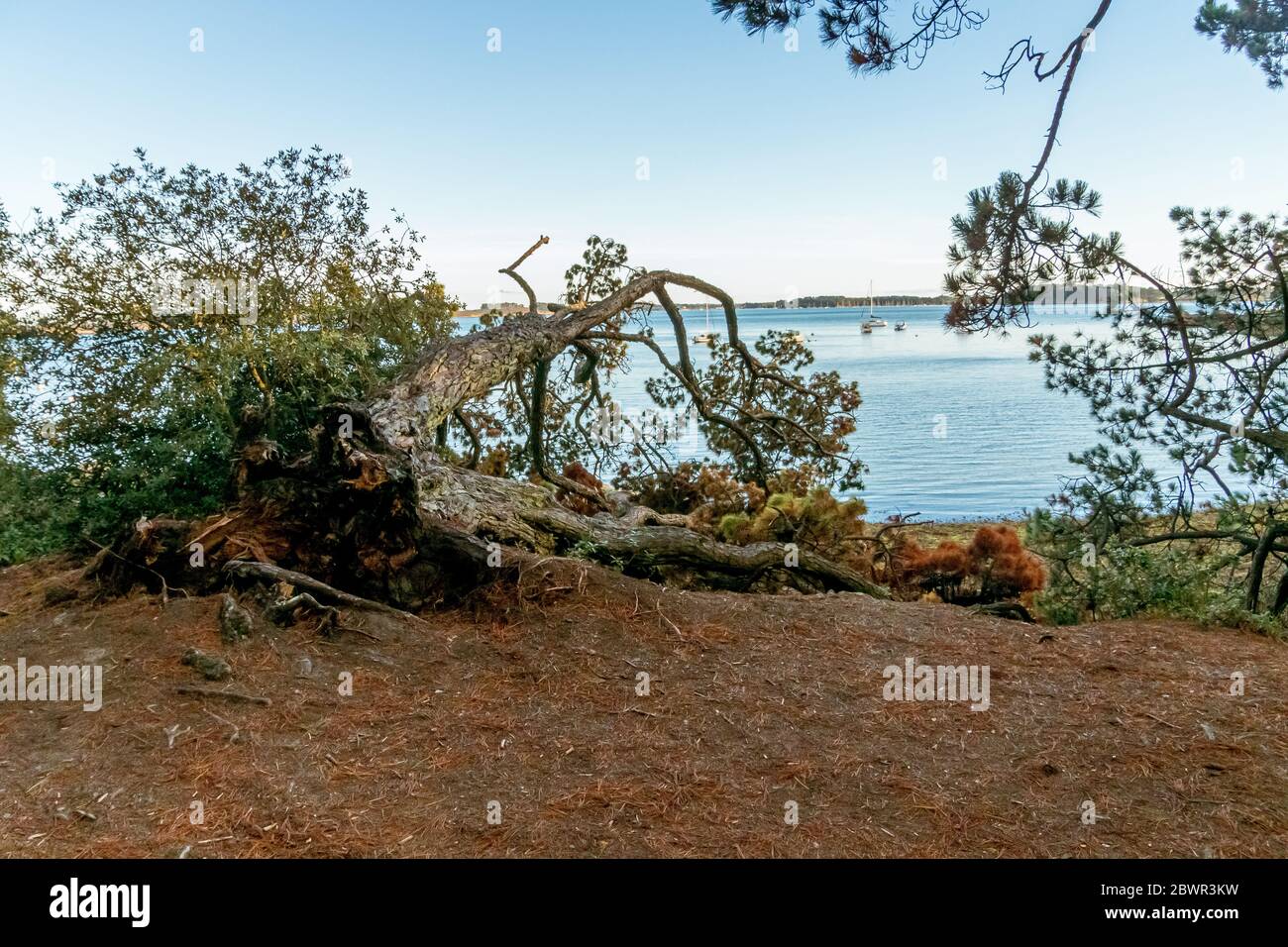 Wald auf Bender Island im Golf von Morbihan. Frankreich Stockfoto