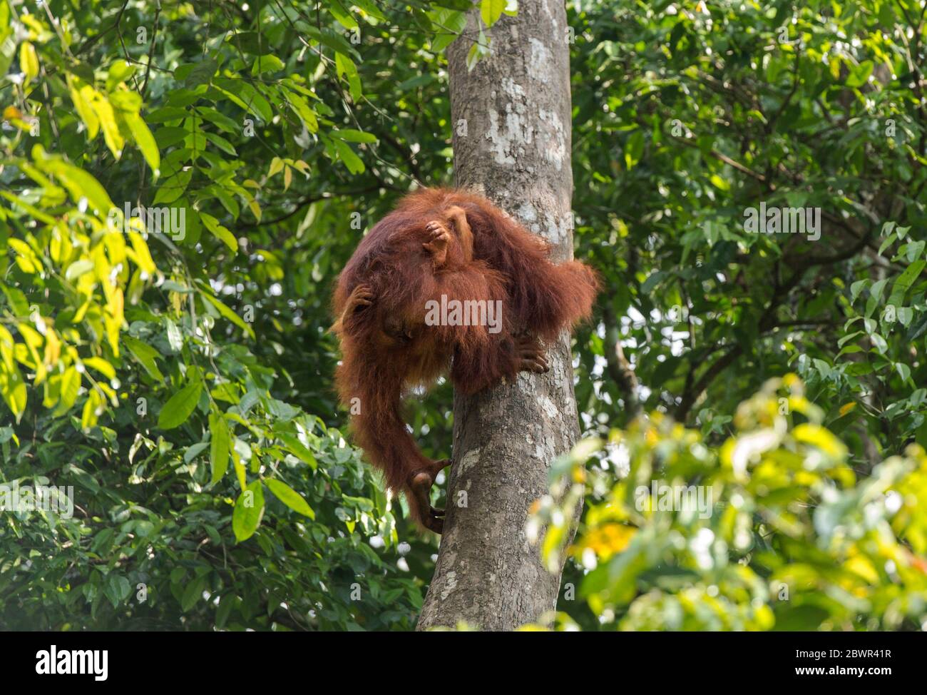 Orang-Utan Mutter mit Baby Klettern einen Baum, Wildlife Center, Semenggoh Nature Reserve, Siburan, Sarawak. Stockfoto