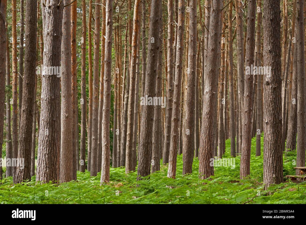 Kiefernwälder, Blick auf dicht gewachsene Baumstämme mit Brackenfarn Bodenabdeckung Stockfoto