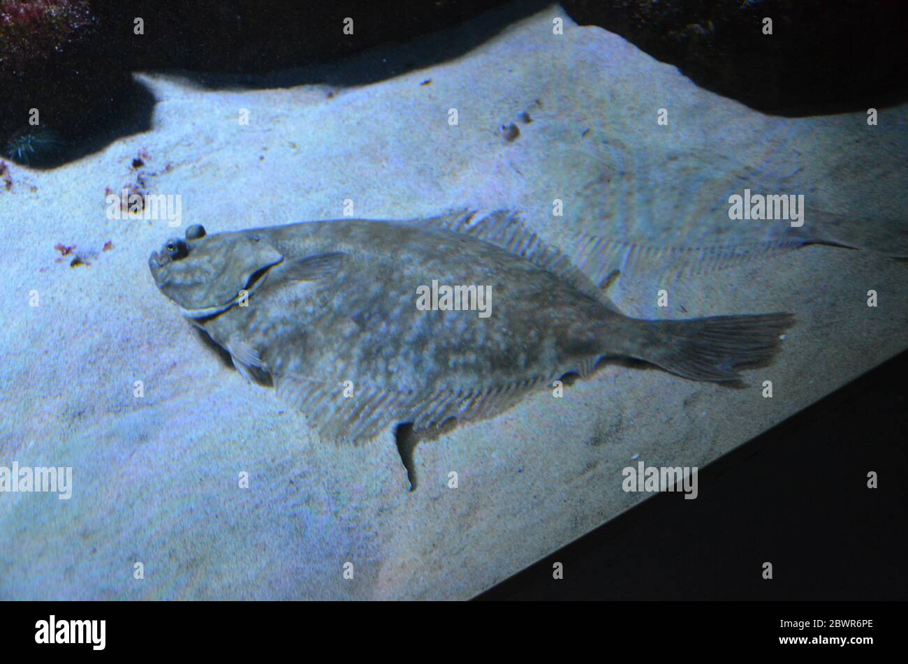 Fisch geformt kder -Fotos und -Bildmaterial in hoher Auflsung  Alamy