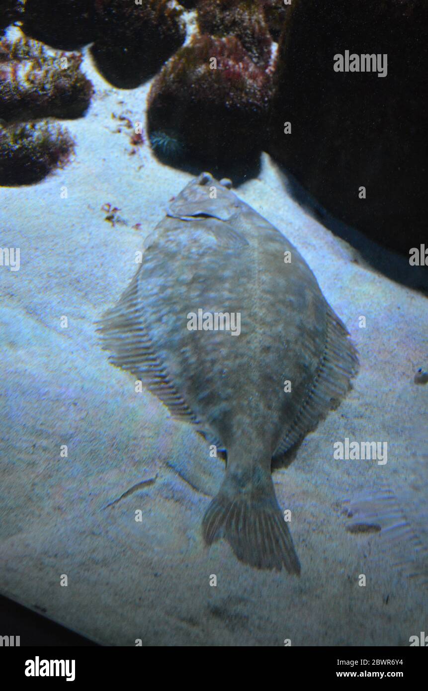 Fisch geformt kder -Fotos und -Bildmaterial in hoher Auflsung  Alamy