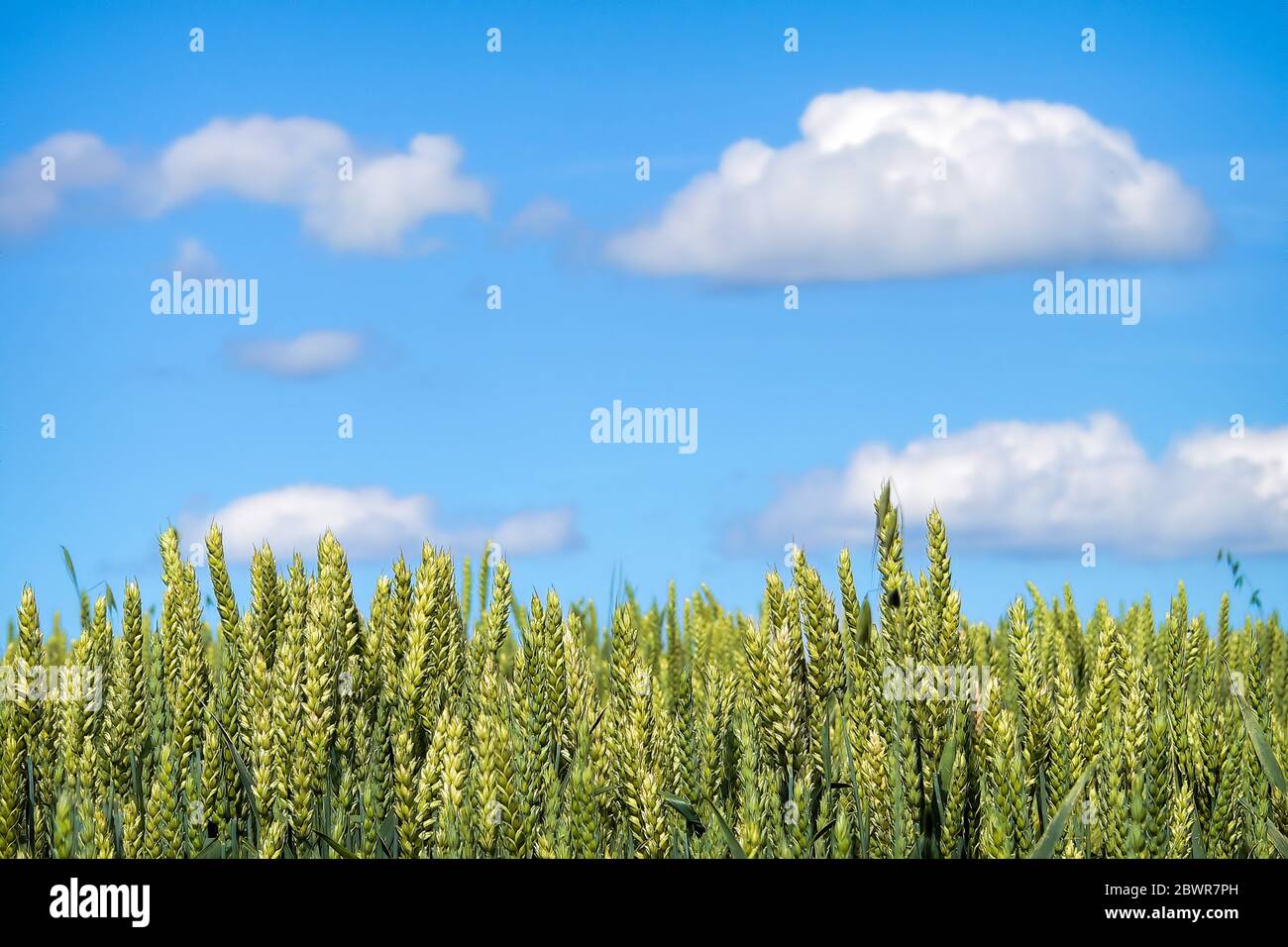 Ein Getreidefeld, das zur Ernte unter dem blauen Himmel heranreift. Stockfoto