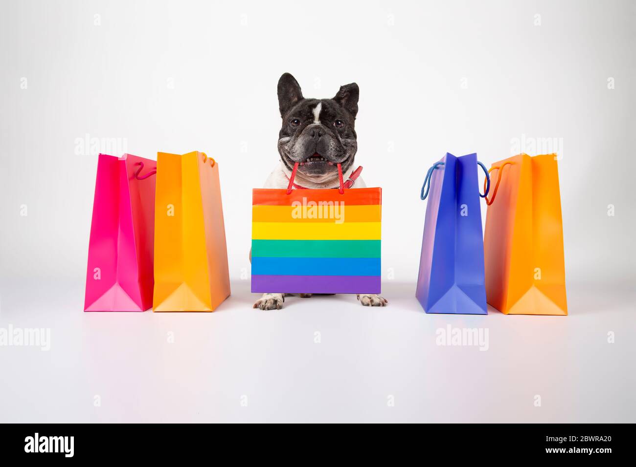französischer Bulldogge Hund mit Einkaufstaschen bereit zum Verkauf und Verkauf in der Mall, isoliert Bild auf weißem Hintergrund Stockfoto