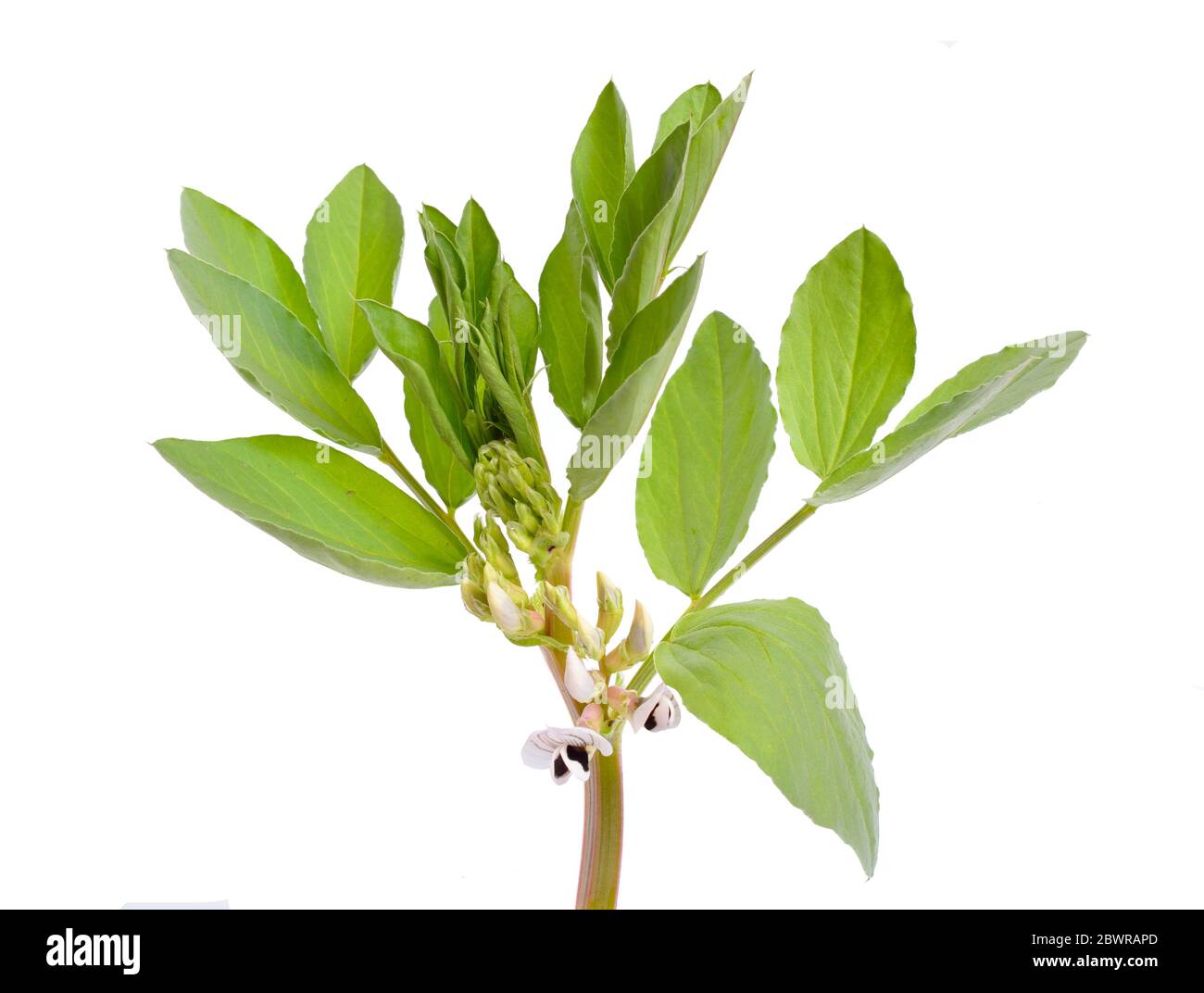 Vicia faba Broad Bohne, Fava Bohne oder Faba Bohne, decken Ernte Horse Bohne. Blumen isoliert Stockfoto