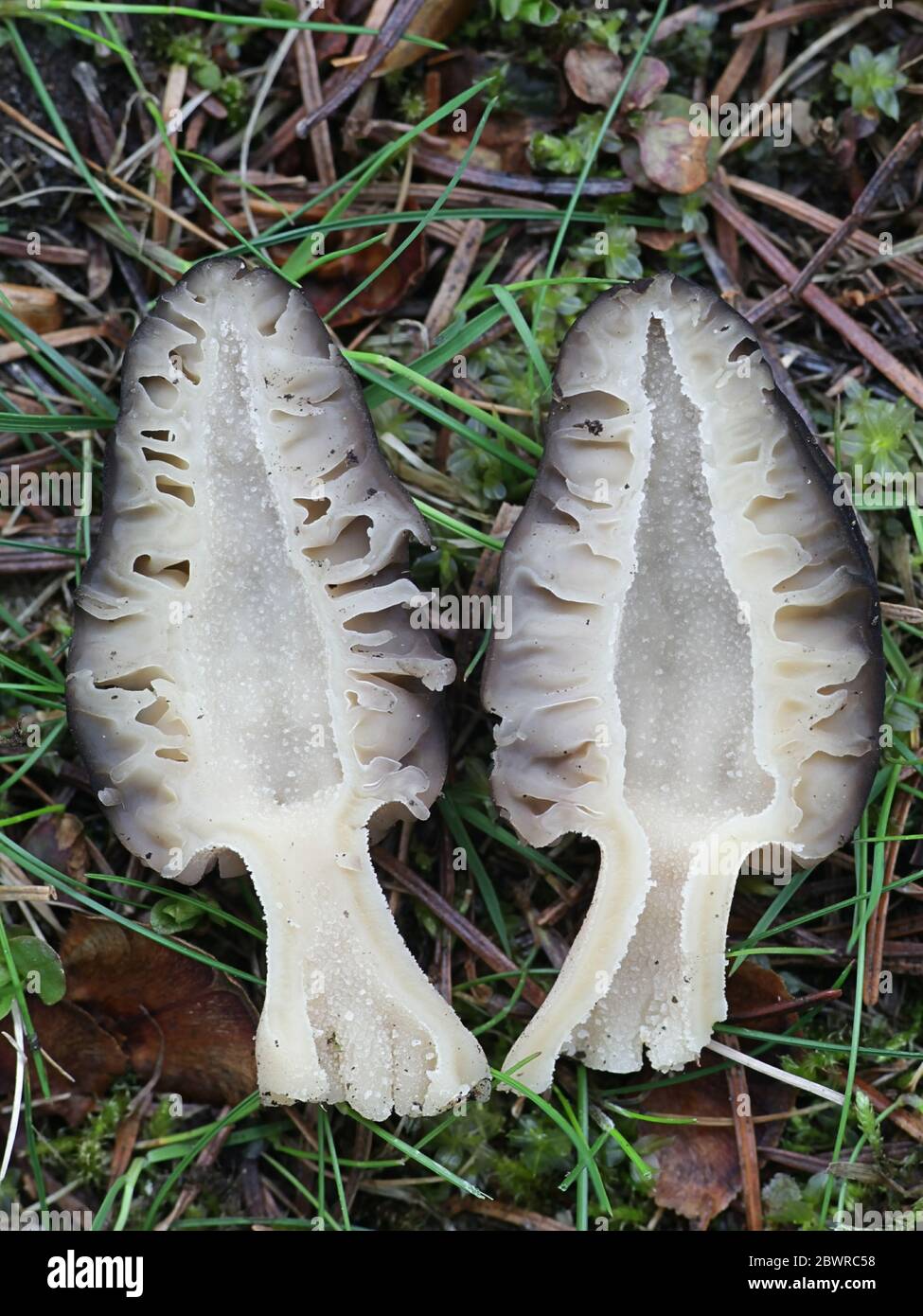 Morchella elata, der schwarze Morel, offen geteilt, um innere Struktur zu zeigen, Stockfoto