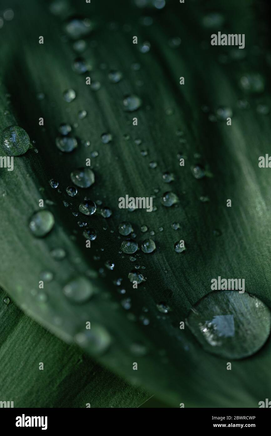 Makroaufnahme der grünen Blätter der Maiglöckchen. Blattstruktur, Regentropfen und selektiver Fokus. Stockfoto