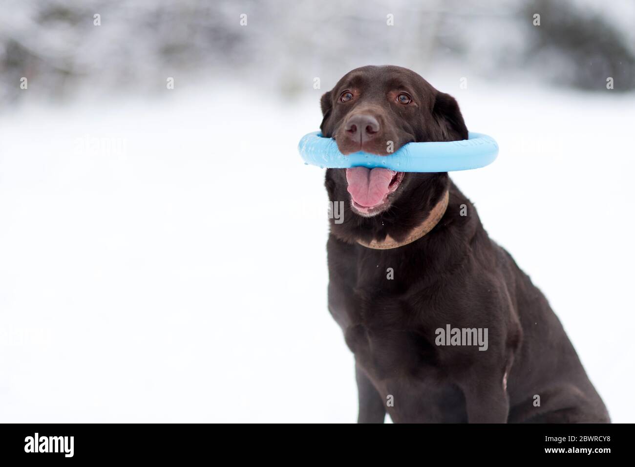 Ein brauner labrador hält ein Spielzeug in den Zähnen Ein Wintertag Stockfoto
