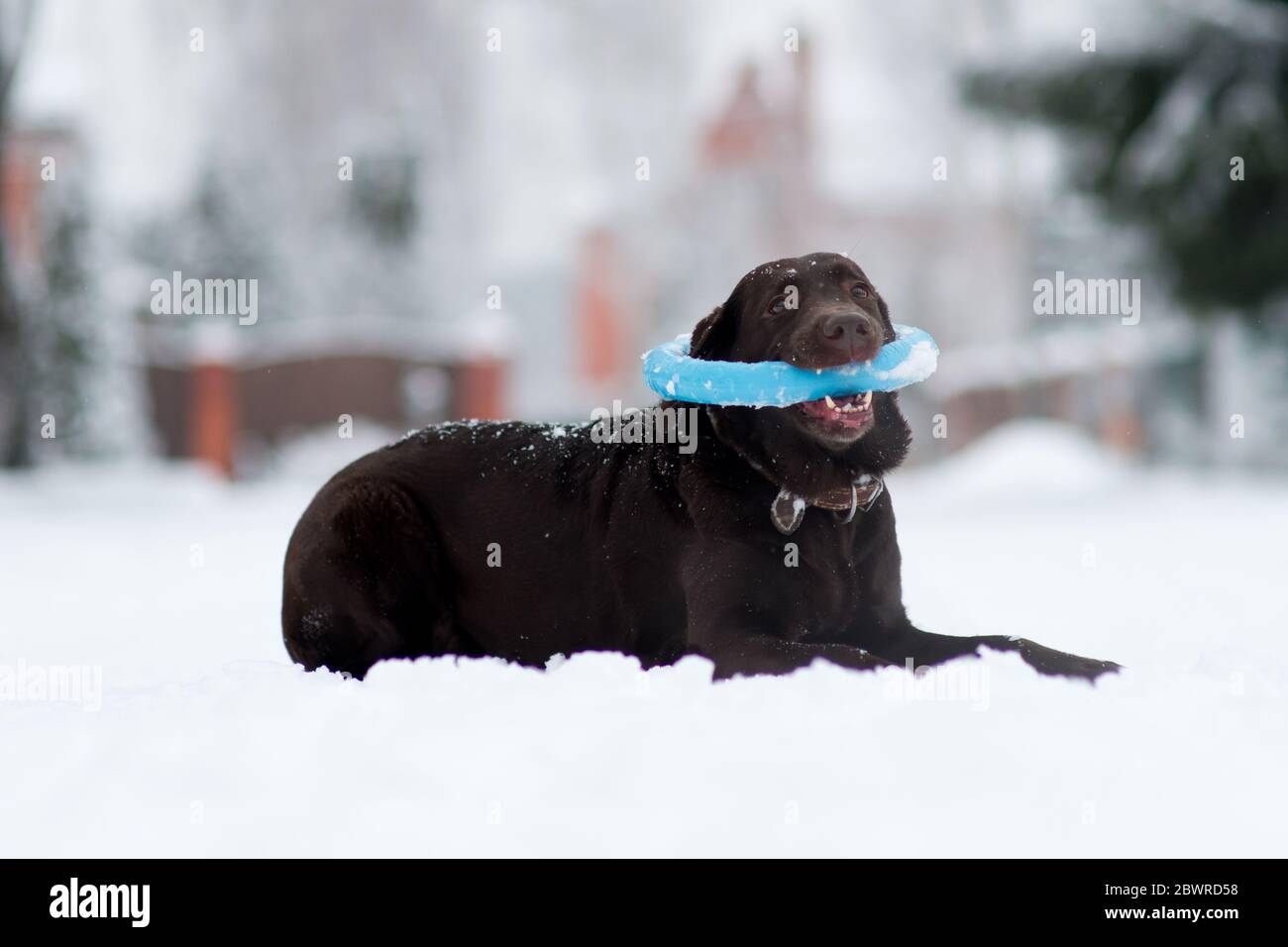 Ein brauner labrador Retriever liegt im Schnee mit einem Spielzeug Kreis in seinem Mund Stockfoto