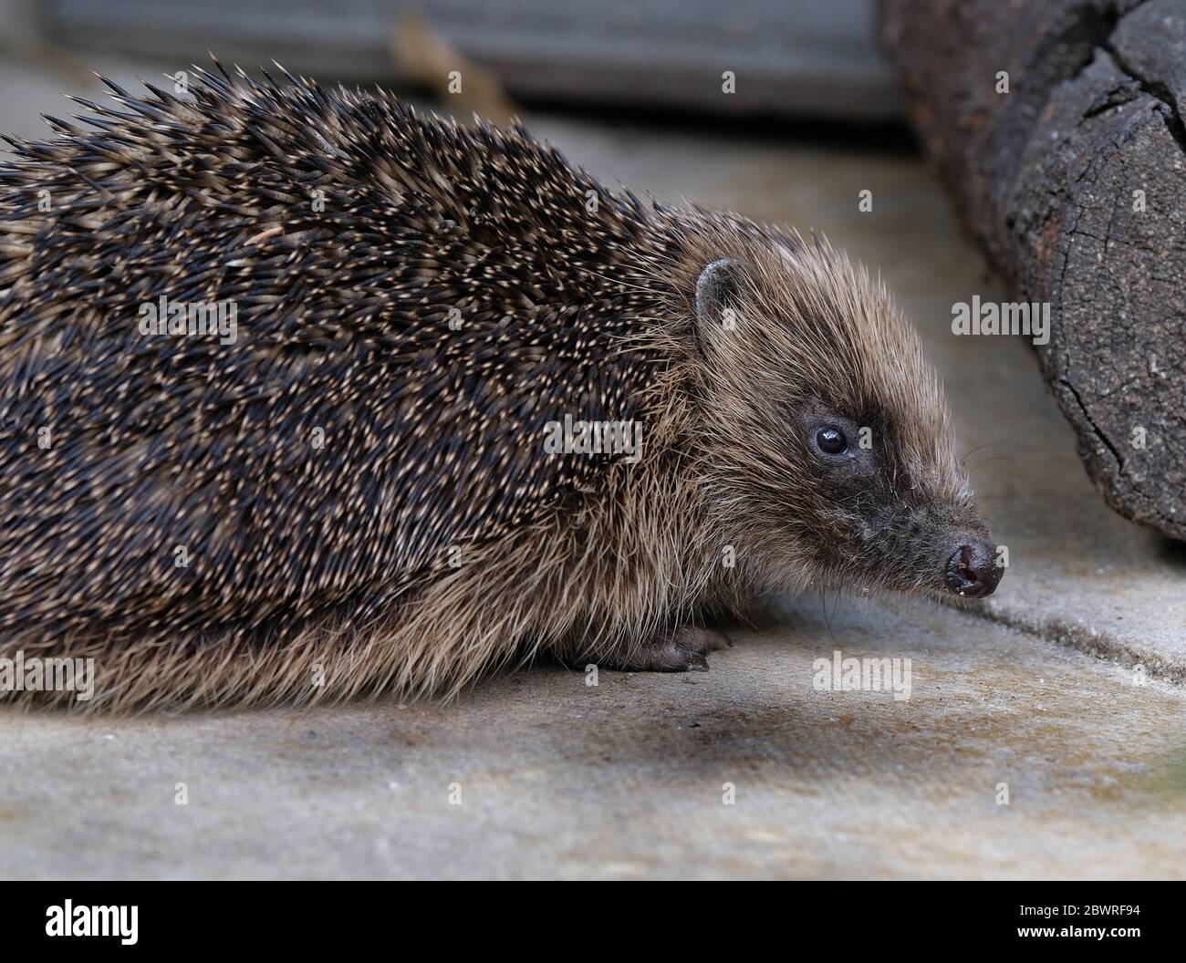 Igel im Stadthaus Garten in heller Sonne. Stockfoto