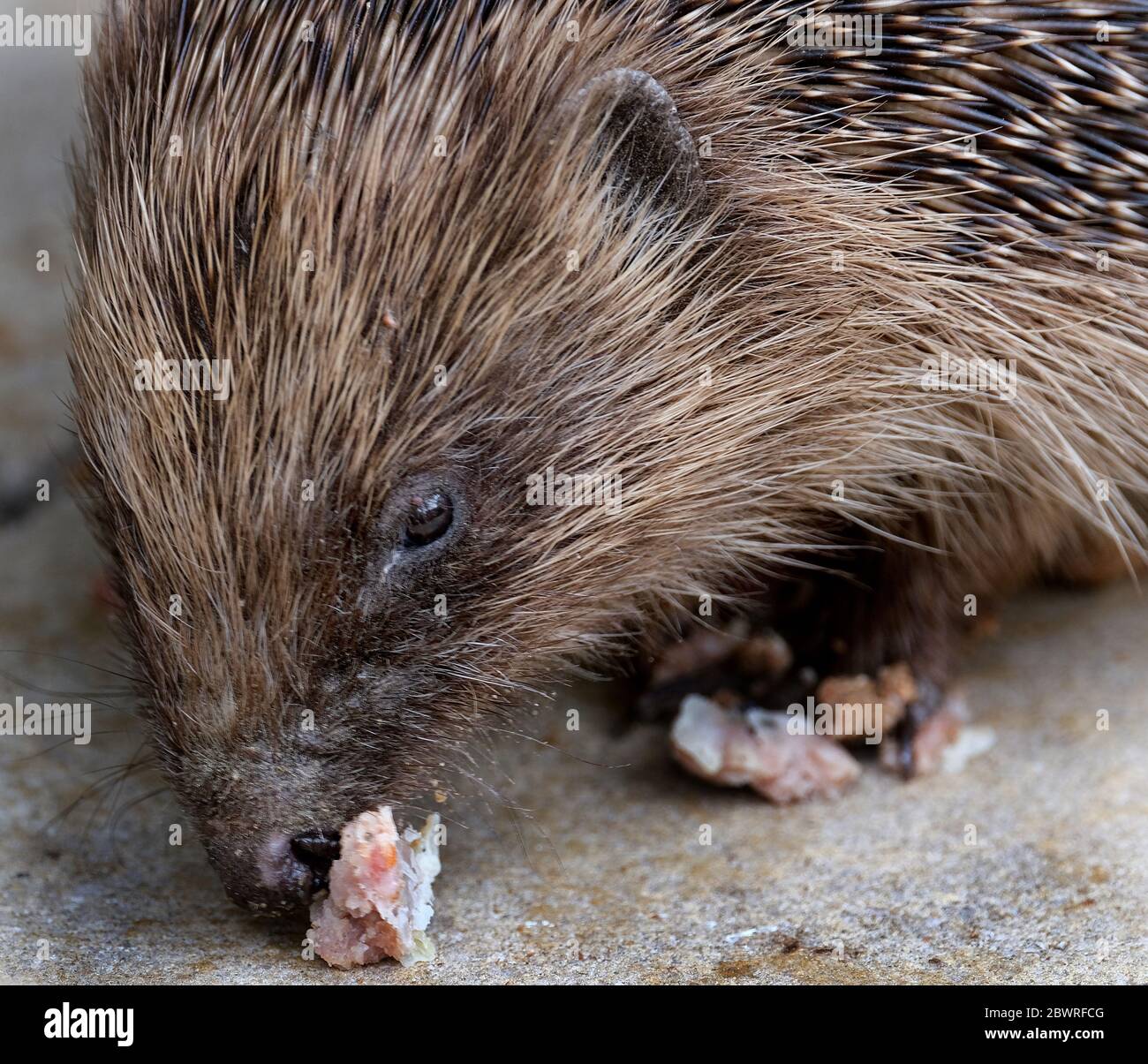 Igel im Stadthaus Garten in heller Sonne. Stockfoto
