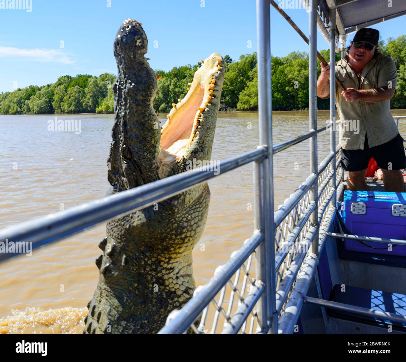 Jumping crocodile Fotos und Bildmaterial in hoher Auflösung Alamy