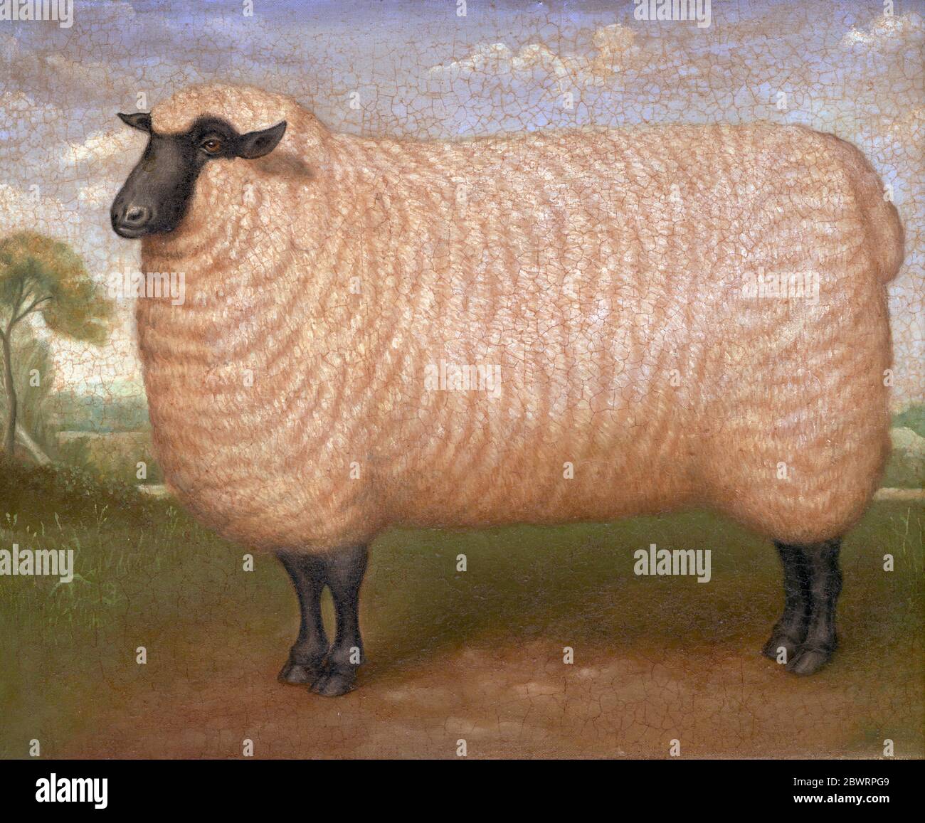 Schafe stehen im Feld von Bob Venables Stockfoto