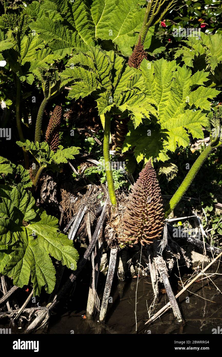 Die riesigen Blätter und Blütenspitzen eines Gunnera manicata. Stockfoto