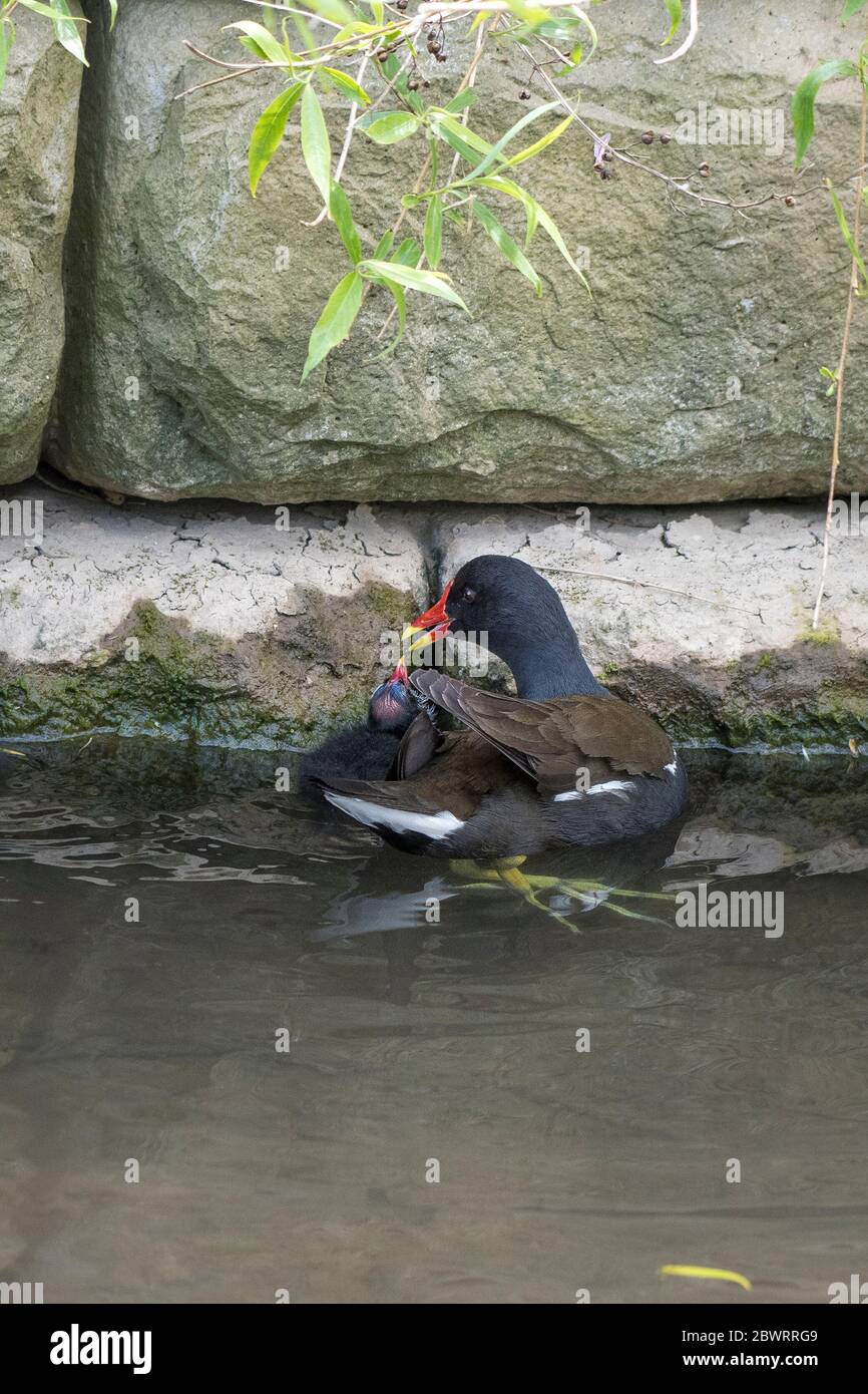 Ein Moorhen Gallinula chloropus füttert ein Küken in Trenance Boating Lake in Trenance Gardens in Newquay in Cornwall. Stockfoto