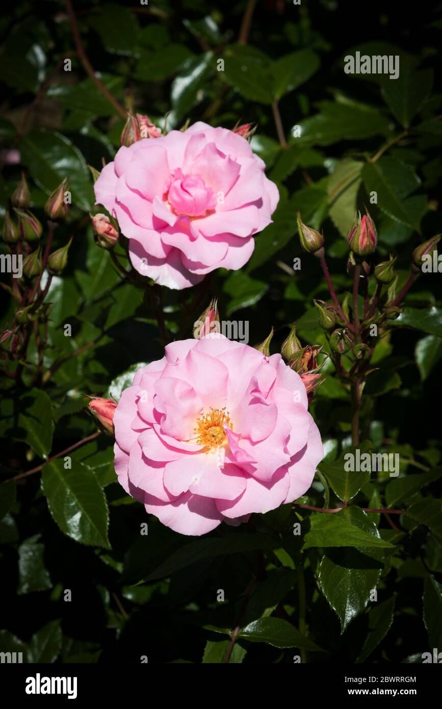 Rose Glücklich Ruhestand Tantoras. Stockfoto