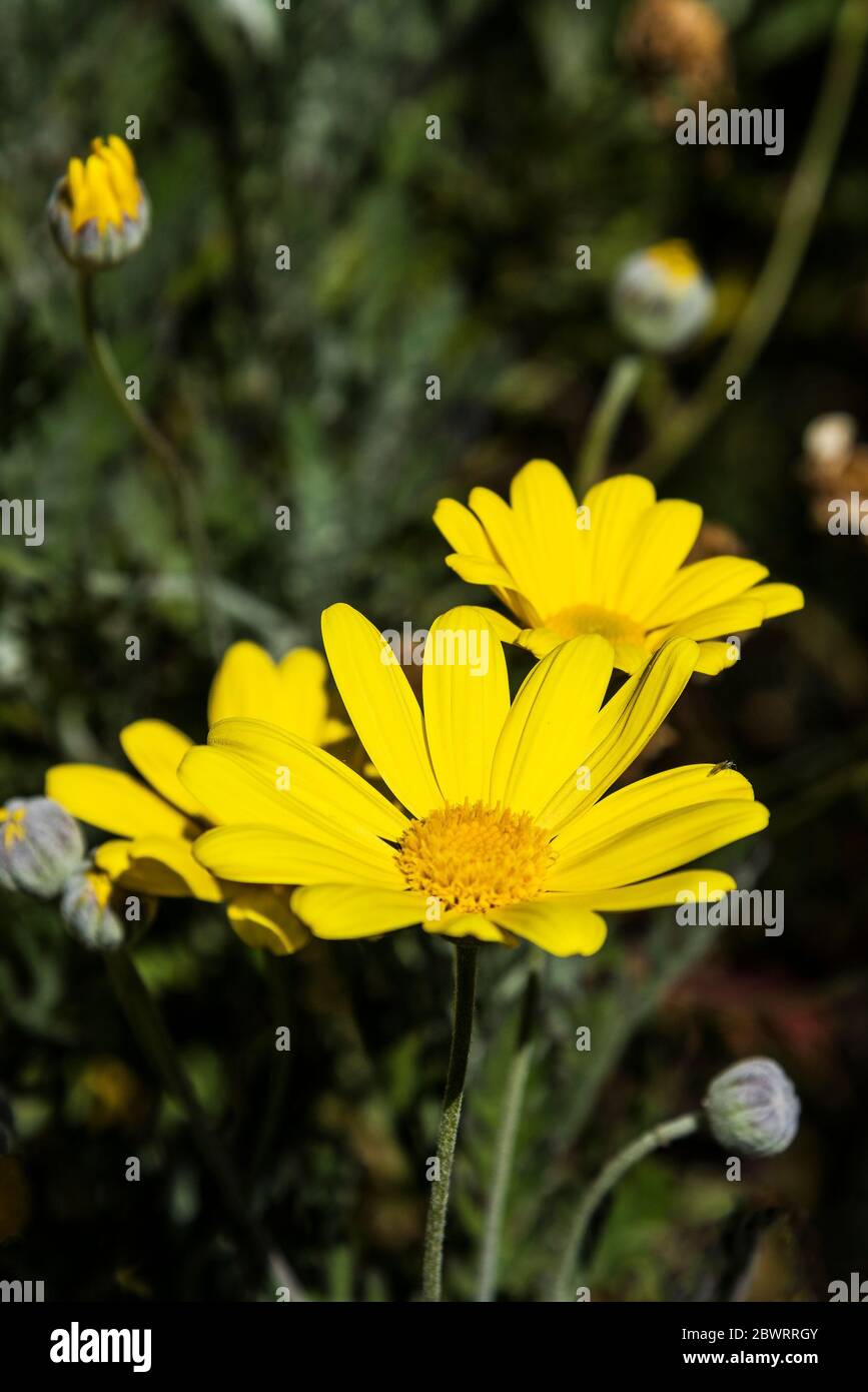 Euryops chrysanthemoides African Bush Daisy. Stockfoto