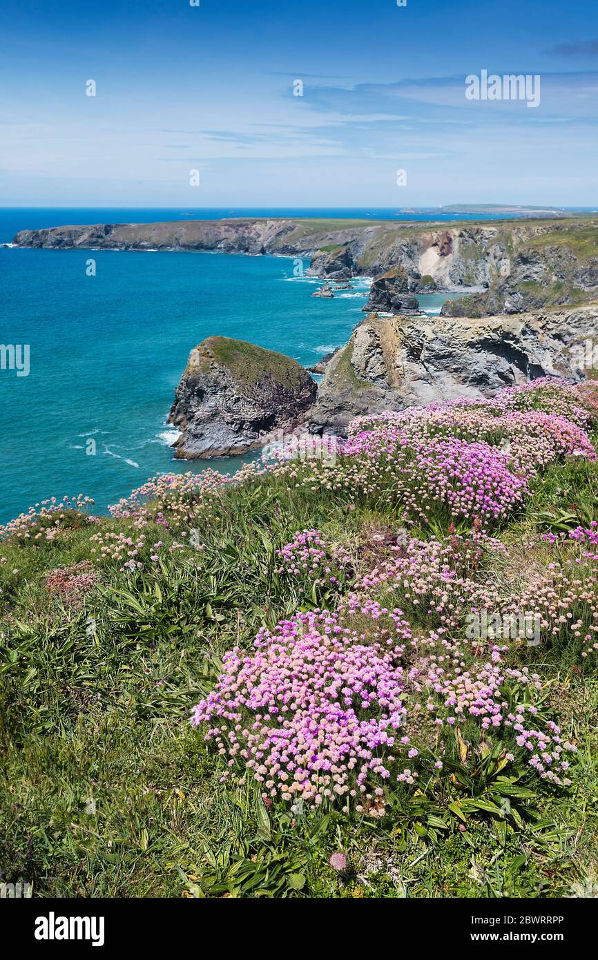 Meeresgedieh Armeria maritima wächst auf dem Küstenweg bei Bedruthan Steps in Carnewas in Cornwall. Stockfoto