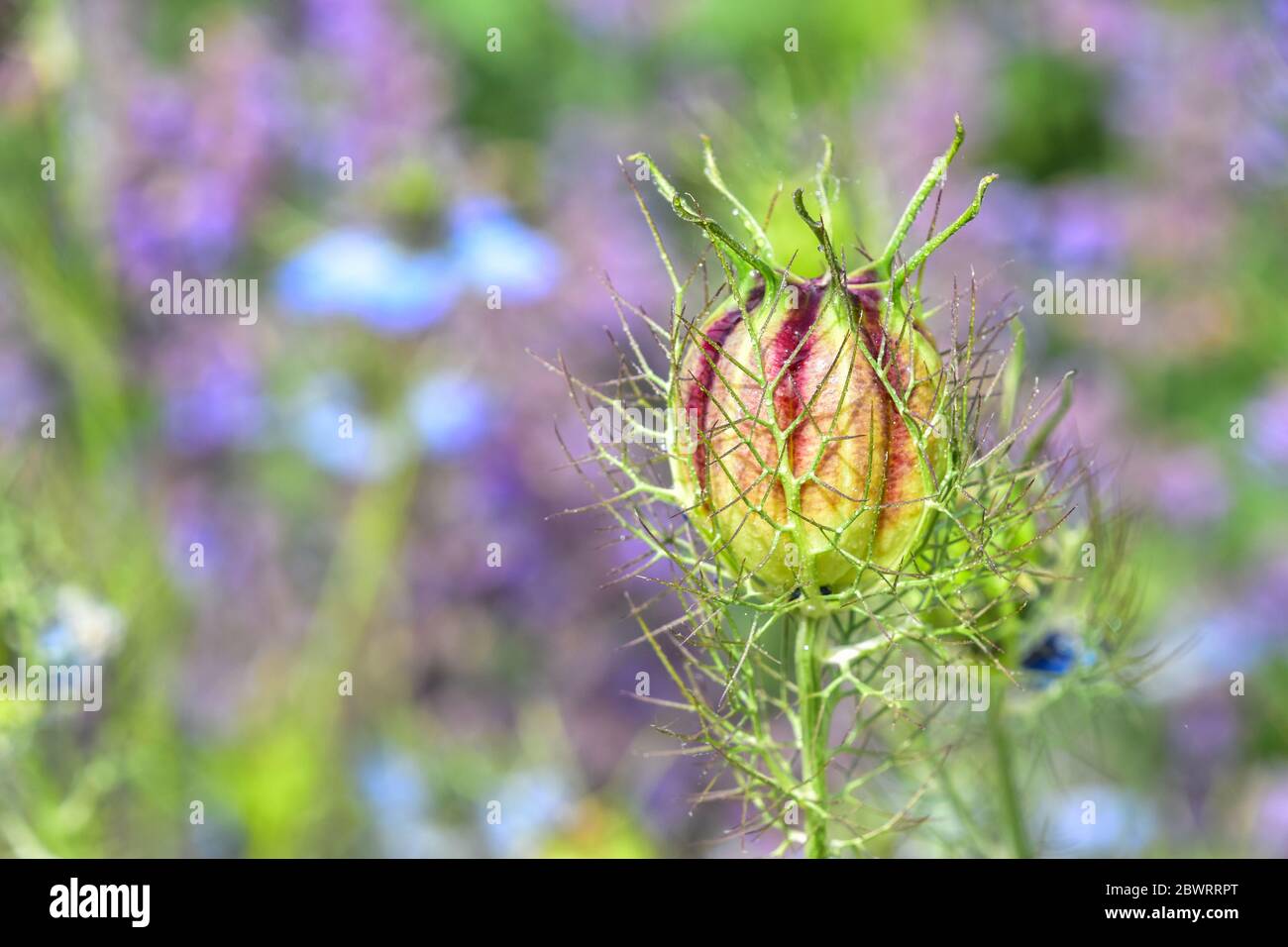 Nigella Samenschote, Love-in-a-Mist Samenschote Stockfoto