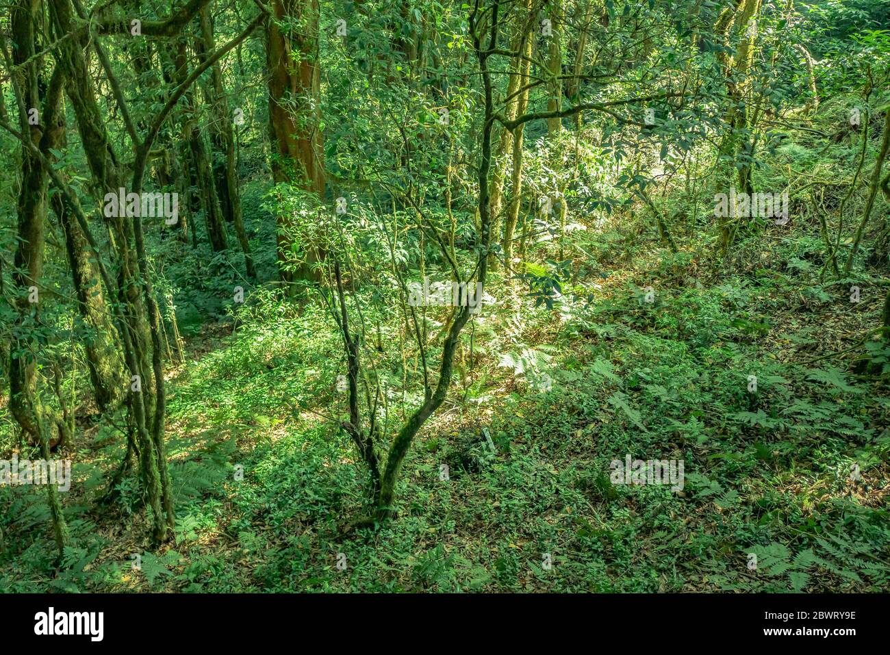 Dichter Wolkenwald am Kew Mae Pan Nature Trail, Chiang Mai, Thailand. Stockfoto
