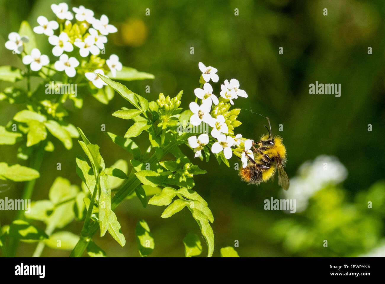 Frühe Bumblebee auf Blume Stockfoto