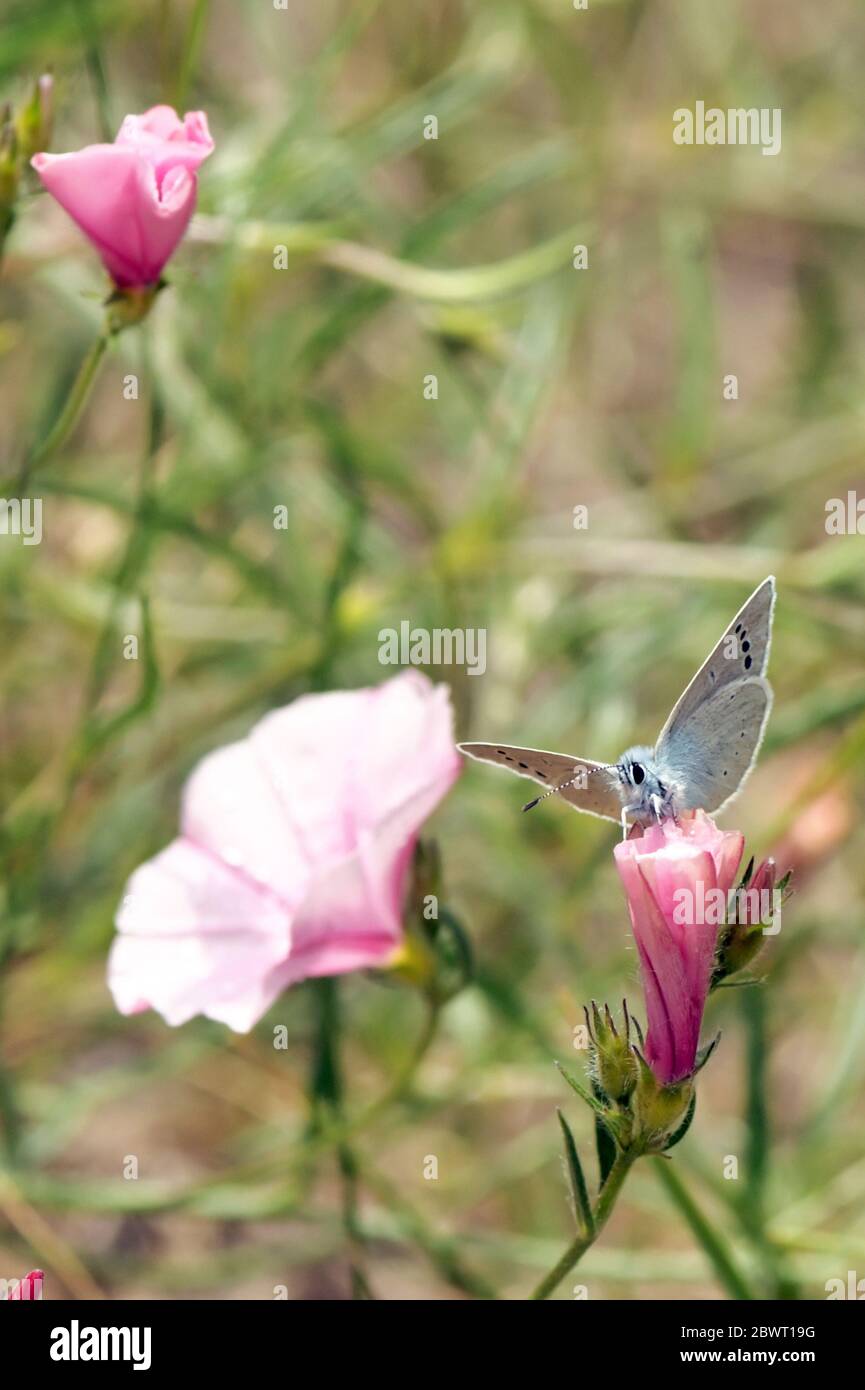 Glaucopsyche alexis, grüne Unterseite blauer Schmetterling der Familie Lycaenidae Stockfoto