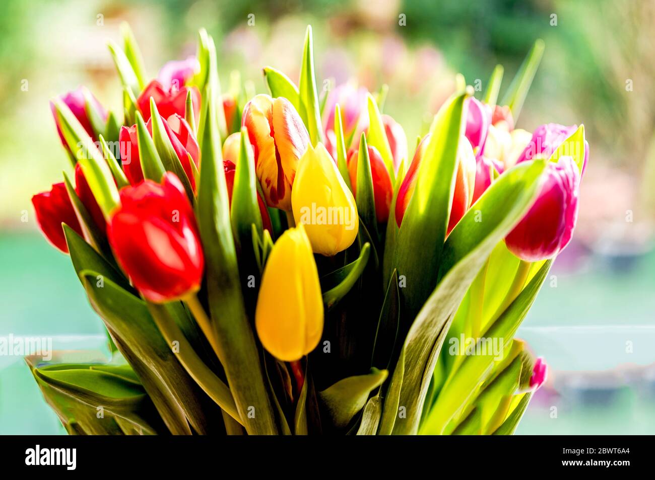 Bunte Tulpen; Bunter Tulpenstraß Stockfoto