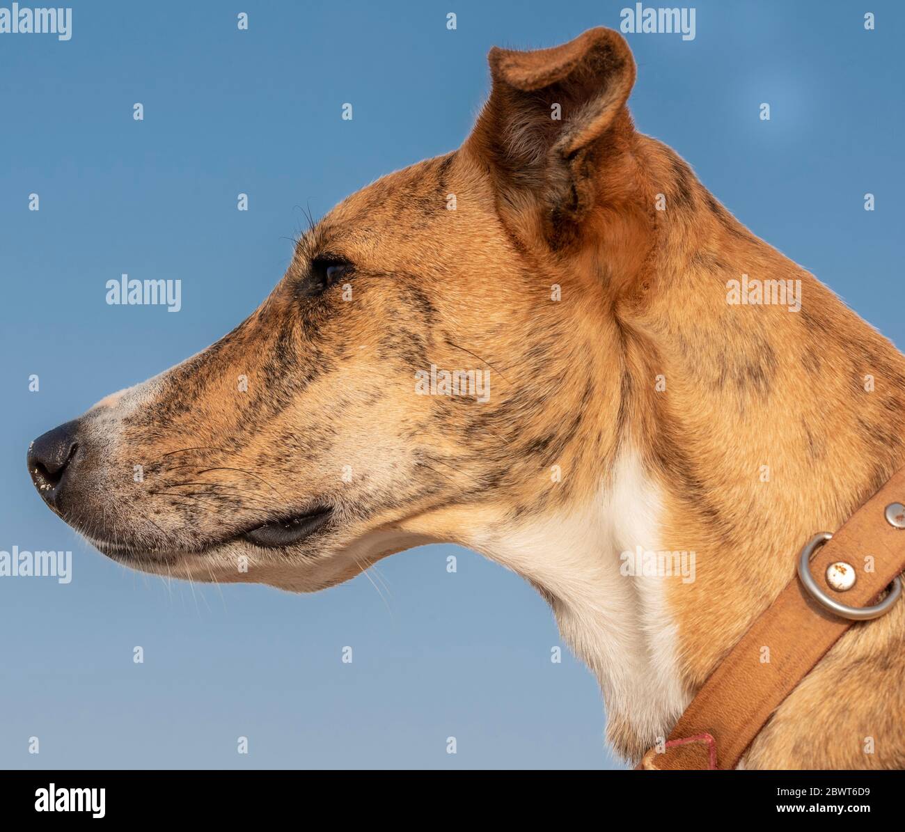 Porträt des geretteten Hundes Kiki, in Boa Vista, Kap Verde Stockfoto