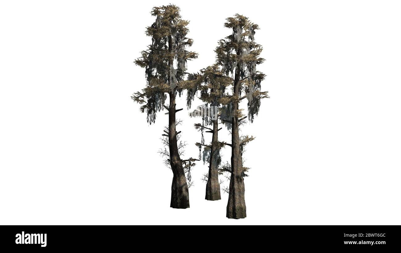 Mehrere Weißkydressen im Herbst - isoliert auf weißem Hintergrund Stockfoto