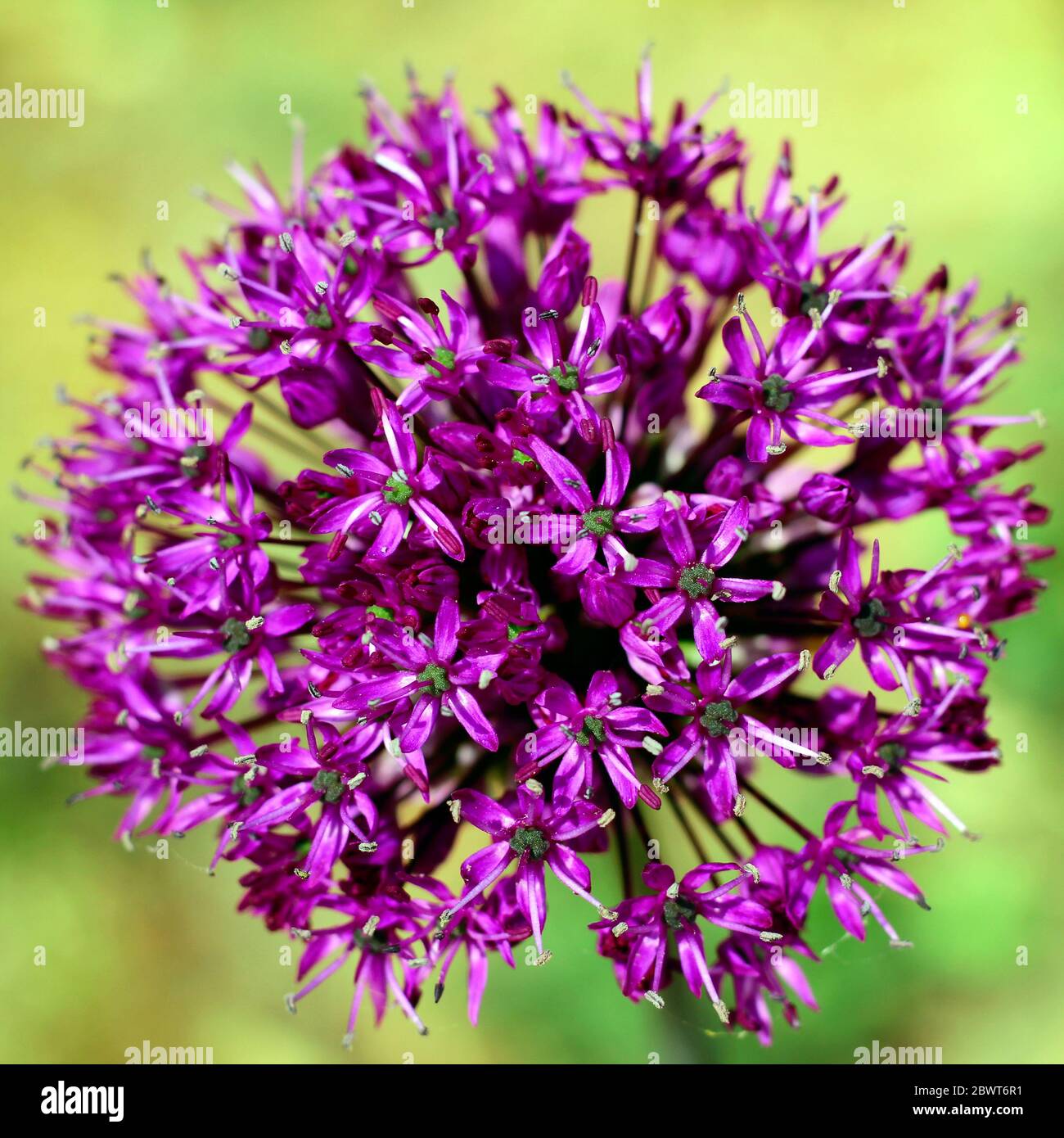 Großer Kopf von lila Allium Blume. Foto. Frühling. Stockfoto