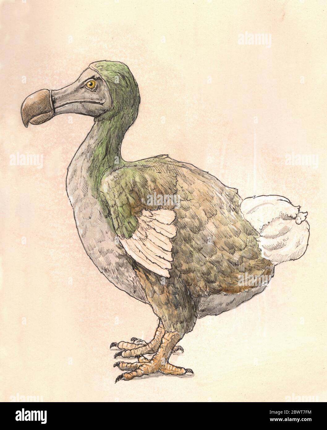 Zeichnung von Dodo Stockfoto