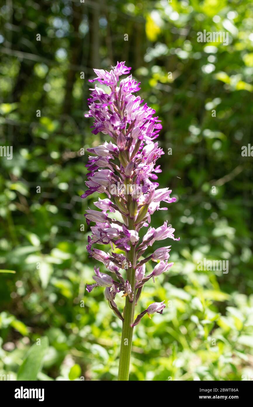 Militärische Orchidee (Orchis militaris) Blumenspitze an Homefield Wood SSSI, Buckinghamshire, Großbritannien Stockfoto