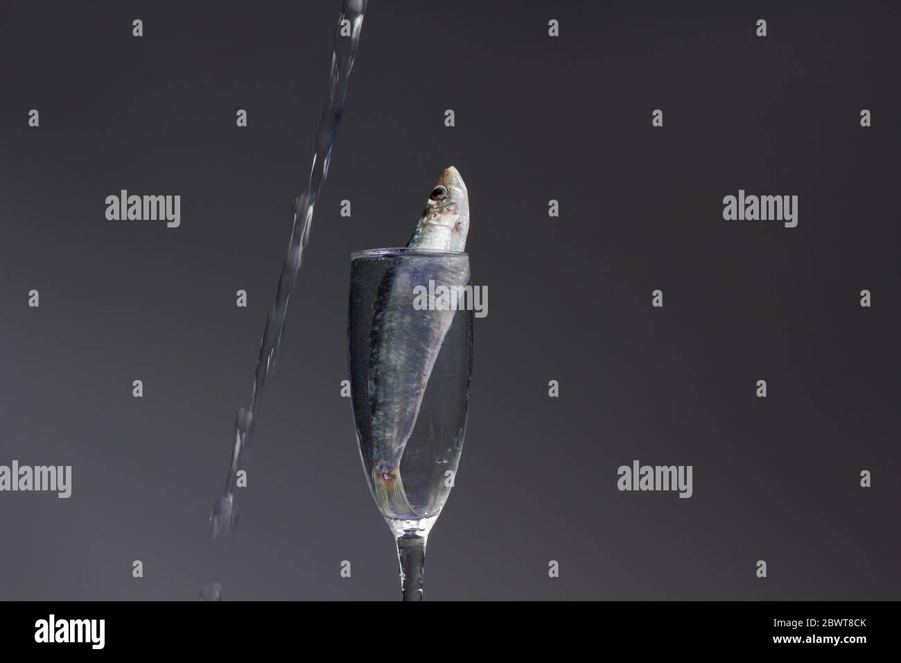 Sardine ist ein Fisch, der leicht in Fischhändlern gefunden wird, ist es in der Regel im Mittelmeer gefischt und ist in der mediterranen Ernährung, gesund Stockfoto