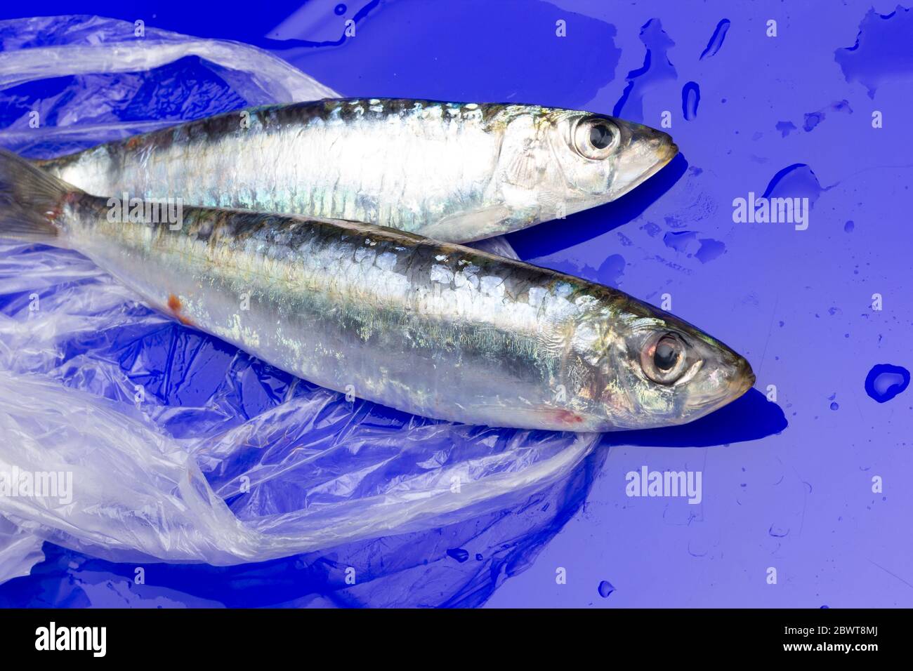 Sardine ist ein Fisch, der leicht in Fischhändlern gefunden wird, ist es in der Regel im Mittelmeer gefischt und ist in der mediterranen Ernährung, gesund Stockfoto