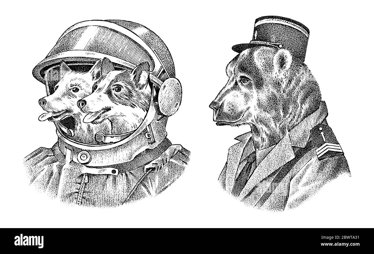 Hunde Astronauten in einem Raumanzug. Bär im militärischen Stil. Mode Tier Charakter Etikett. Handgezeichnete Skizze. Vektor gravierte Illustration für Etikett Stock Vektor