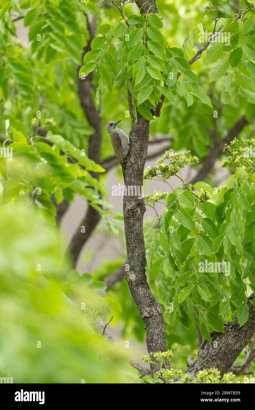 Afrikanischer Grauspecht Dendropicos goertae, erwachsenes Männchen, auf Baumstamm thront, Mole Nationalpark, Ghana, März Stockfoto