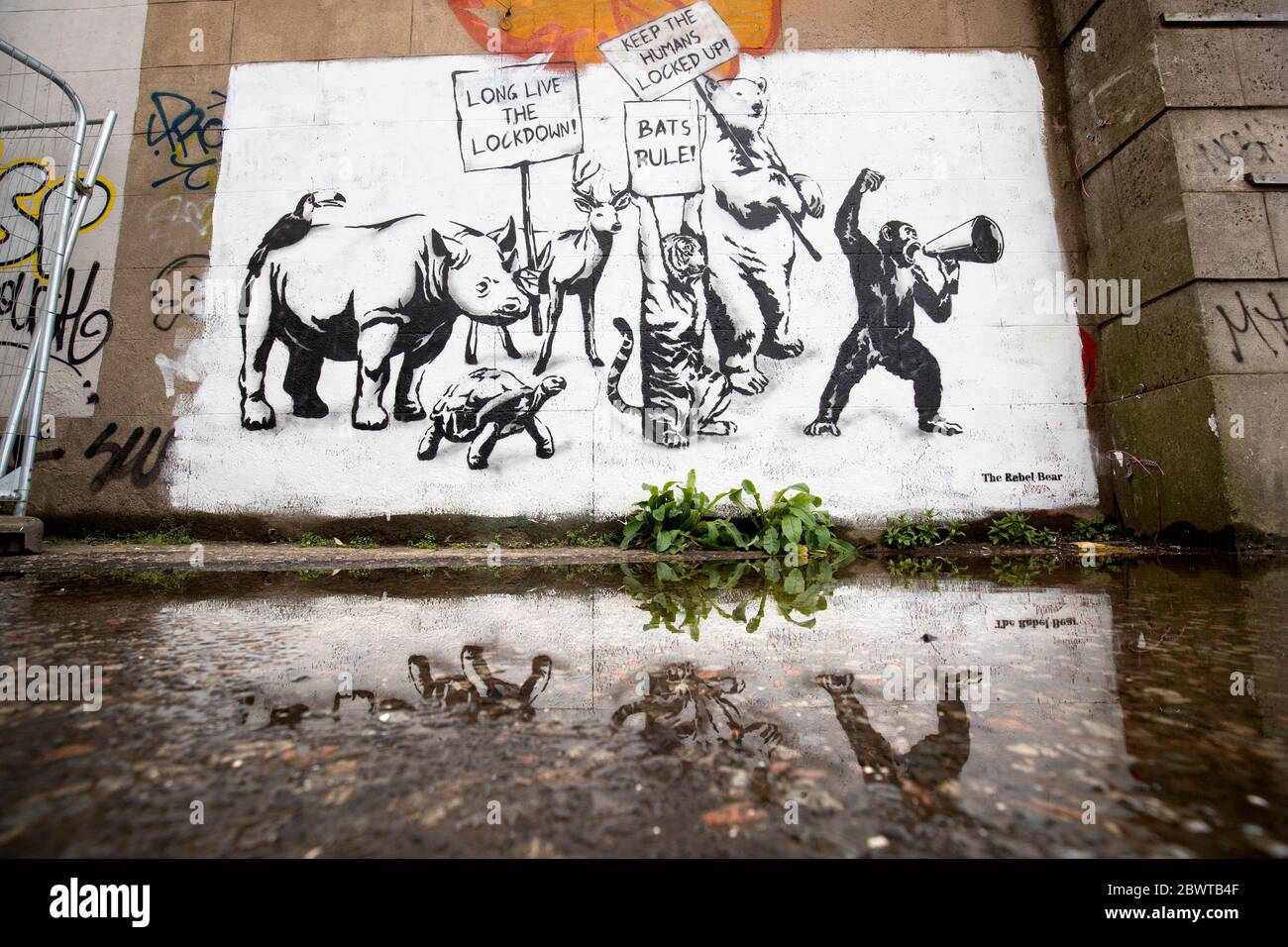 Ein neues Stück Street Art des Rebellen Bären ist an einer Wand in Leith, Edinburgh, erschienen, als Schottland in Phase eins des Plans der schottischen Regierung, die Sperre schrittweise zu heben, übergeht. Stockfoto