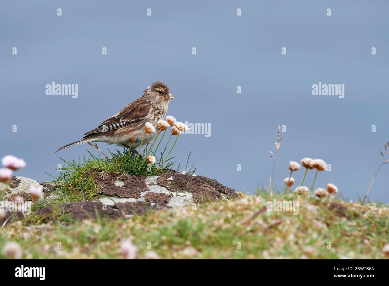 Twite (Carduelis flavirostris) Großbritannien Stockfoto