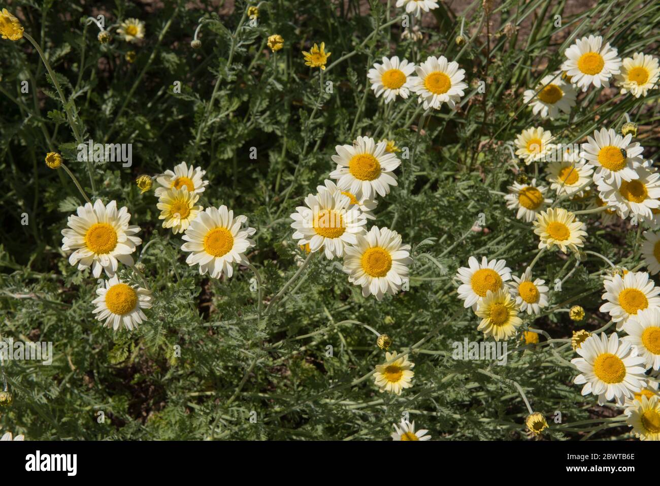 Sommerblühende leuchtend weiße und gelbe Perennial-Hybride Marguerite Gänseblümchen (Anthemis 'Susanna Mitchel'), die in einer krautigen Grenze wachsen Stockfoto