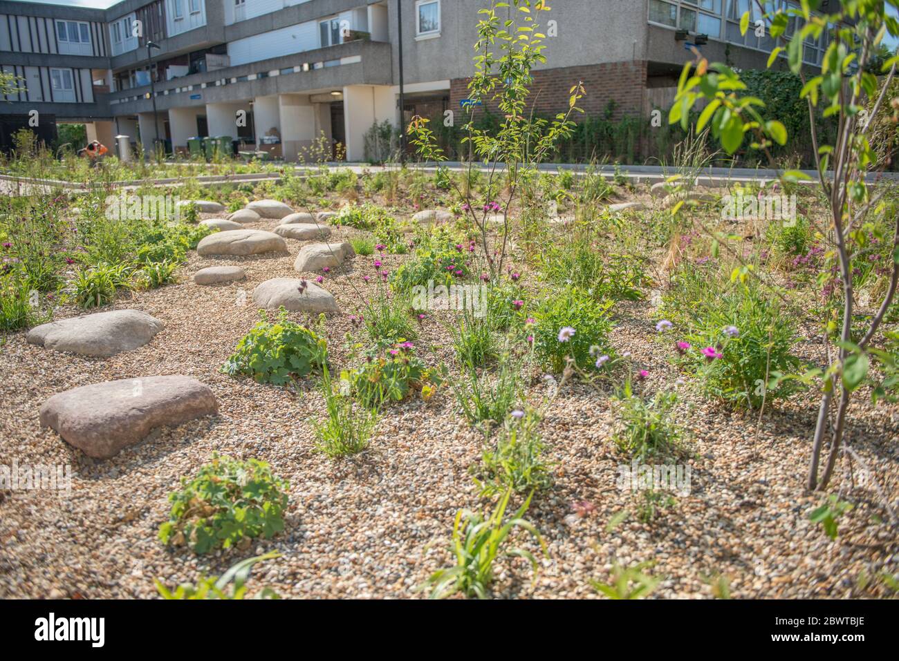 Kürzlich gepflanzte Regengärten auf dem Thamesmead Estate, London, im Jahr 2020 installiert Stockfoto