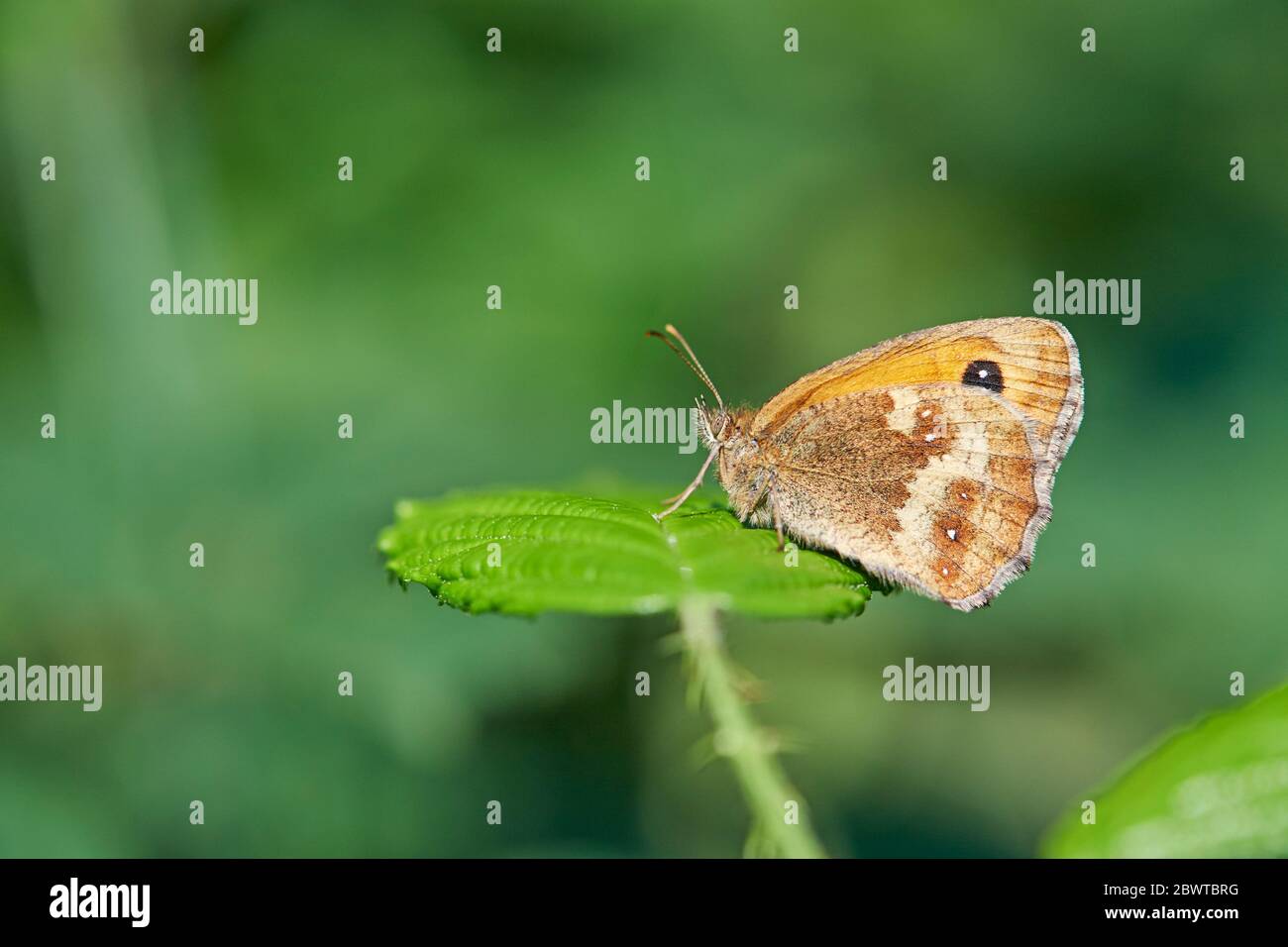 Gatekeeper Schmetterling (Pyronia Tithonus) UK Stockfoto