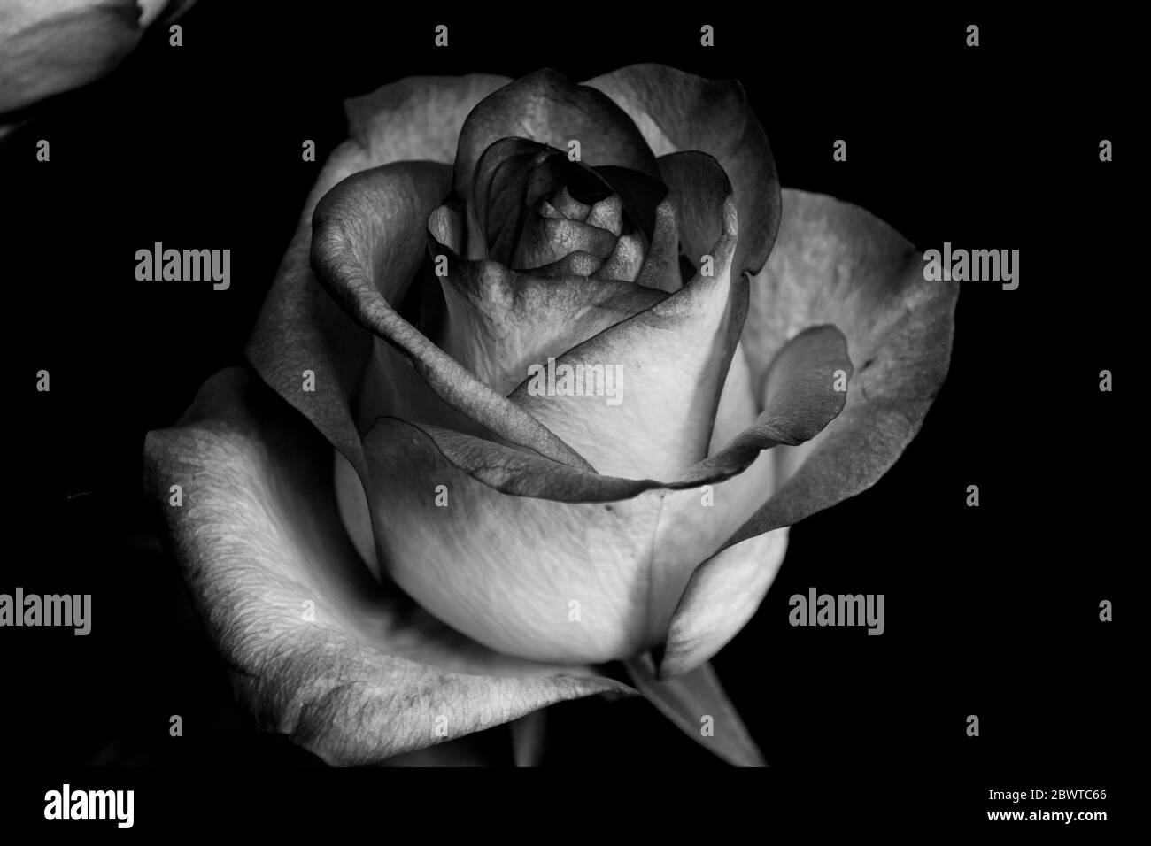 Schwarz-weiß-rosa Blüten. Eine Rose ist eine holzige Mehrjährige blühende Pflanzen der Gattung Rosa, in der Familie der Rosaceae, oder die Blume sie trägt. Stockfoto