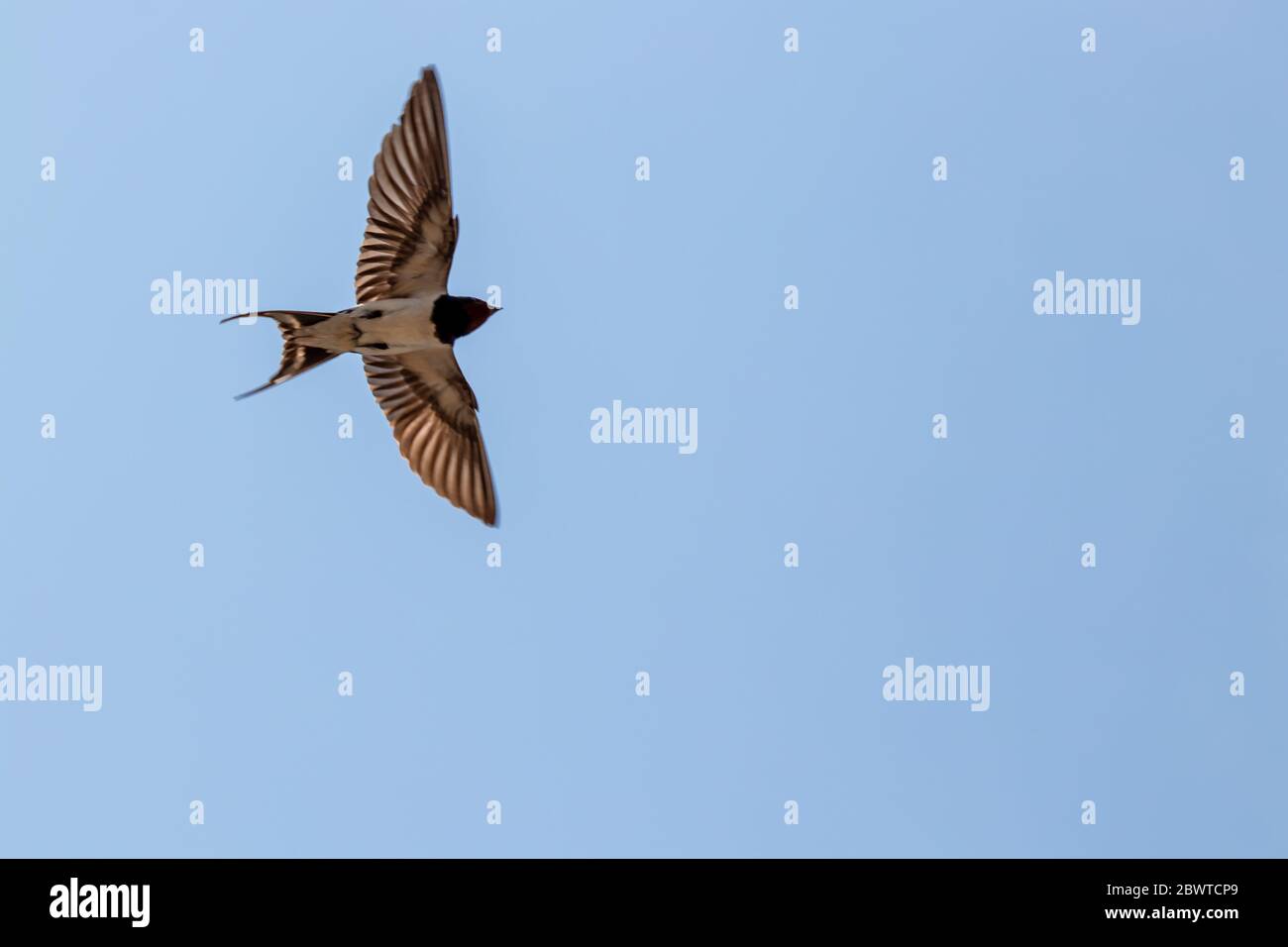 Scheune Schwalbe mit offenen Flügeln Stockfoto