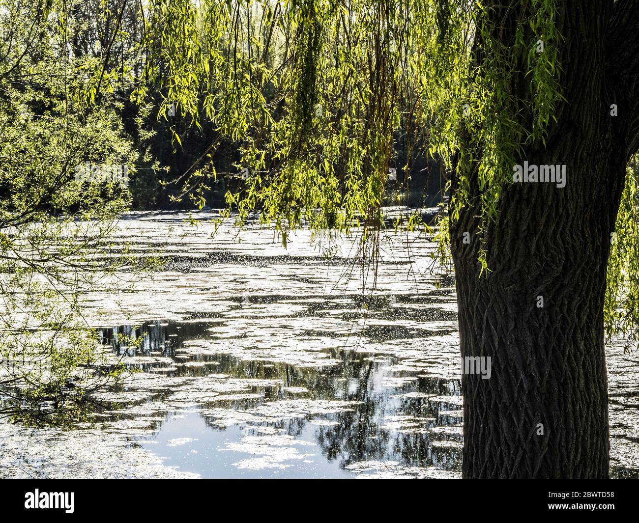 Trauerweidenbaum auf dem wasser Fotos und Bildmaterial in hoher